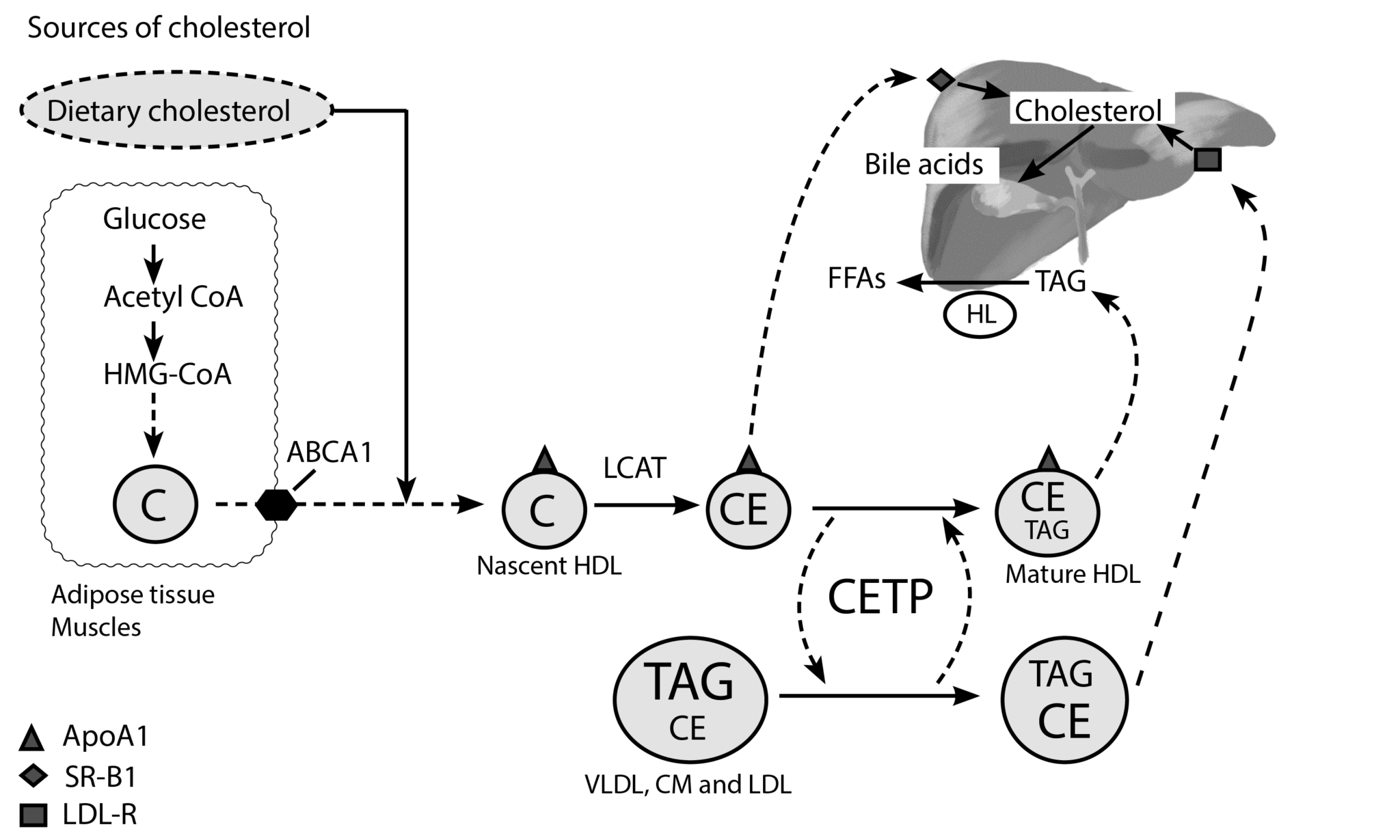 Urine Protein Creatinine Ratio Calculator My Endo Consult